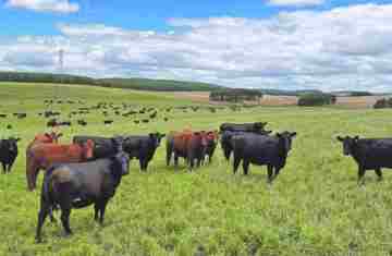 Por que a carne de vaca 'velha' virou tendência na alta gastronomia